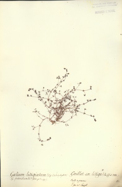 Galium litigiosum CLF043543