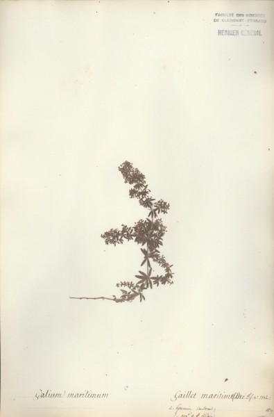 Galium maritimum CLF043633