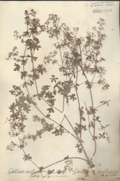 Galium mollugo CLF043560