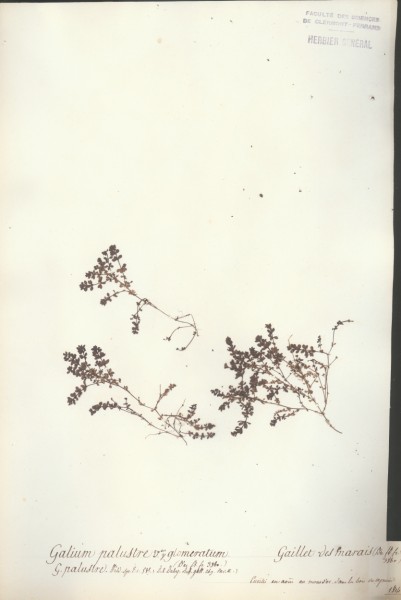 Galium palustre CLF043662