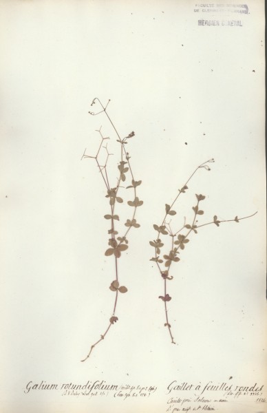 Galium rotundifolium CLF043695