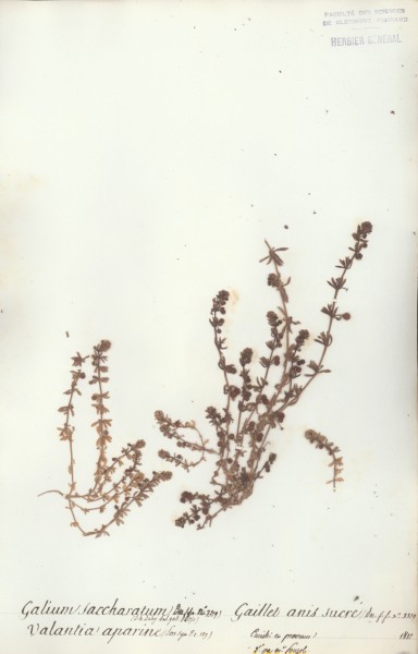 Galium saccharatum CLF043711