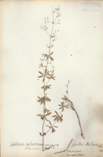Galium sylvaticum CLF043725