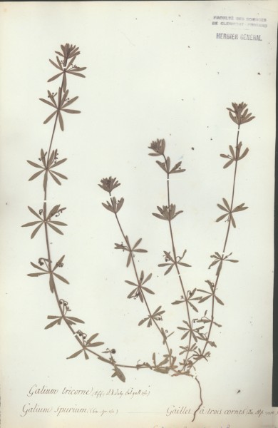 Galium tricorne CLF043734