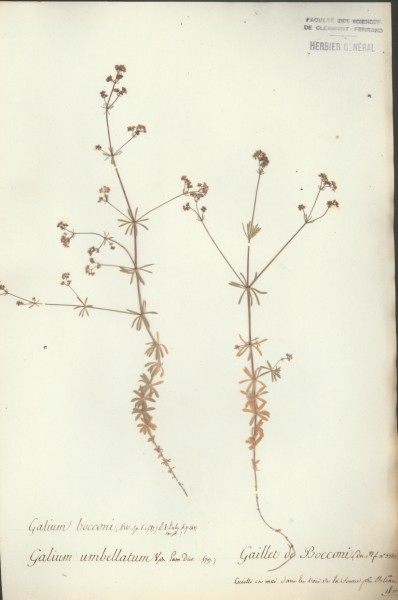 Galium umbellatum CLF043755