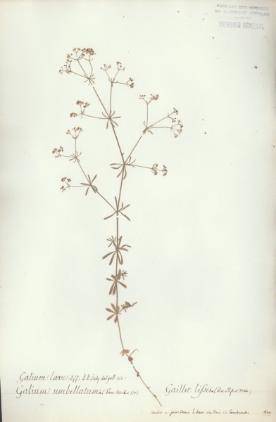 Galium umbellatum CLF043756