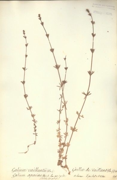 Galium vaillantii CLF043473