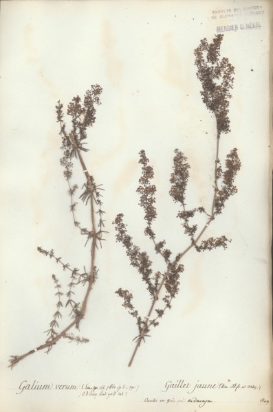 Galium verum CLF043827