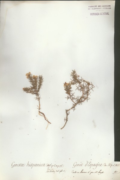 Genista hispanica CLF024323