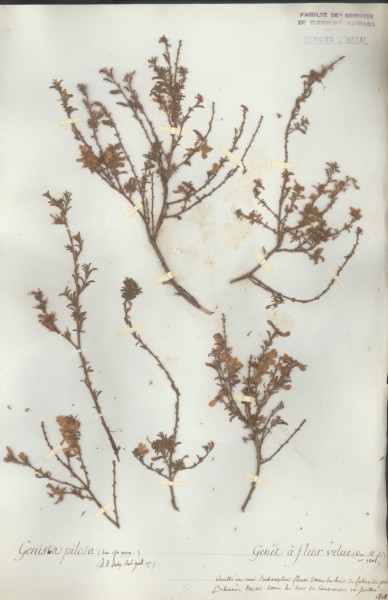 Genista pilosa CLF024364