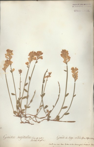 Genista sagittalis CLF024390