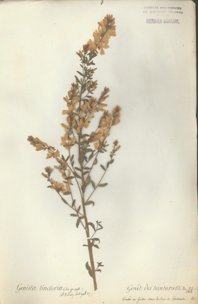 Genista tinctora CLF024455