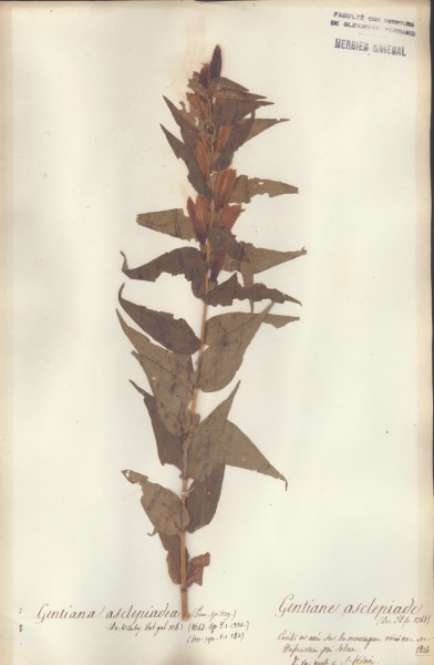 Gentiana asclepiadea CLF060266