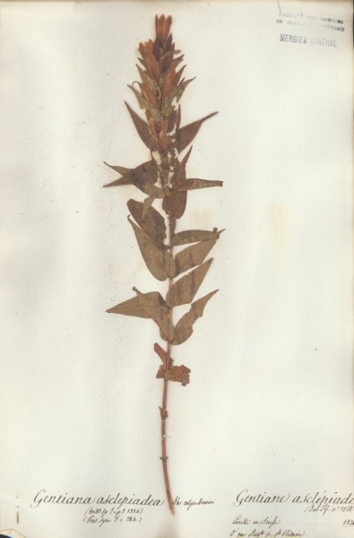 Gentiana asclepiadea CLF060267
