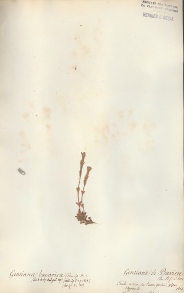 Gentiana bavarica CLF060279