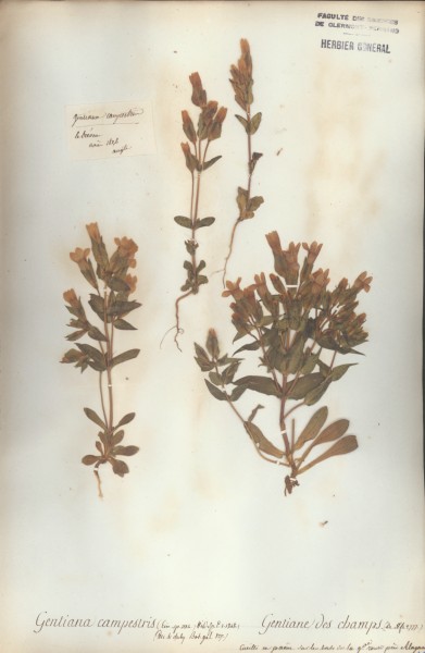 Gentiana campestris CLF060308
