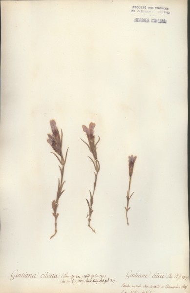 Gentiana ciliata CLF060328