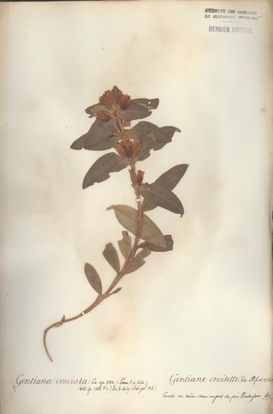 Gentiana cruciata CLF060351