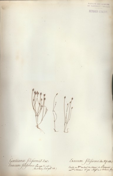 Gentiana filiformis CLF060019