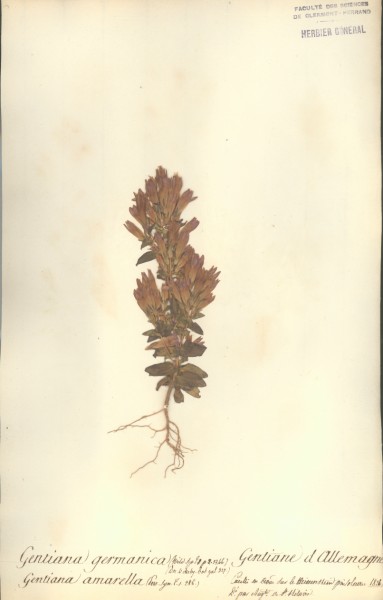 Gentiana germanica CLF060396