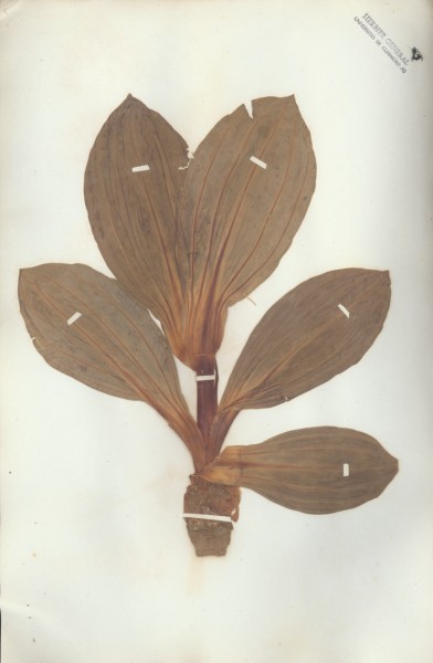 Gentiana lutea  CLF060412