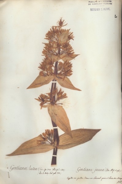 Gentiana lutea CLF060412