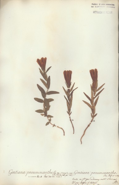 Gentiana pneumonanthe CLF060434