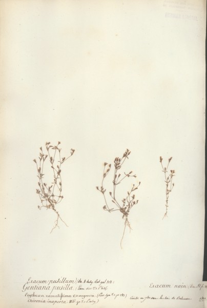 Gentiana pusilla CLF060197