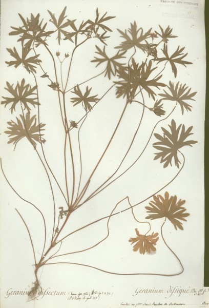 Geranium dissectum CLF021565