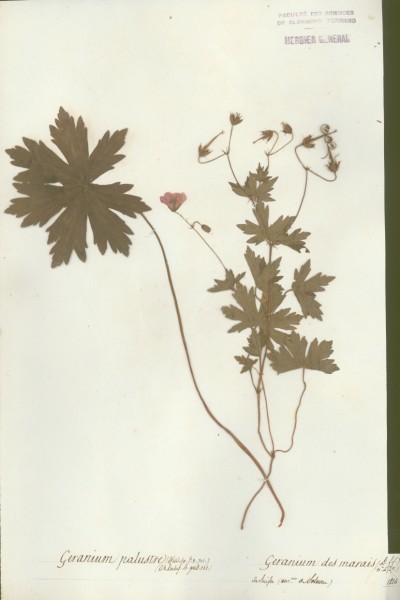 Geranium palustre CLF021656