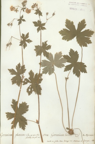Geranium phaeum CLF021638