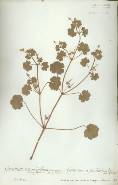 Geranium rotundifolium CLF021759