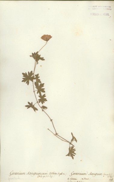 Geranium sanguineum CLF021786
