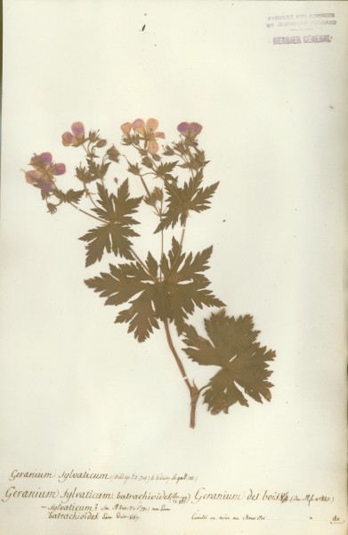 Geranium sylvaticum CLF021813