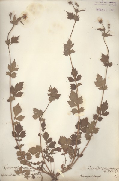 Geum urbanum CLF033395