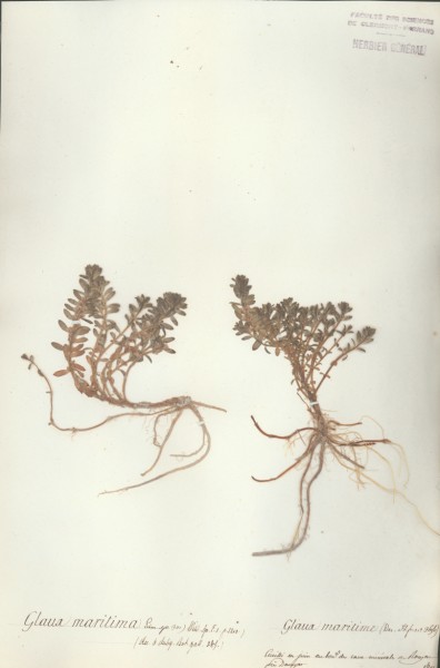 Glaux maritima