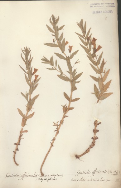 Gratiola officinalis CLF071087