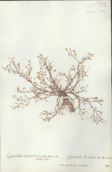 Gypsophila muralis CLF018338