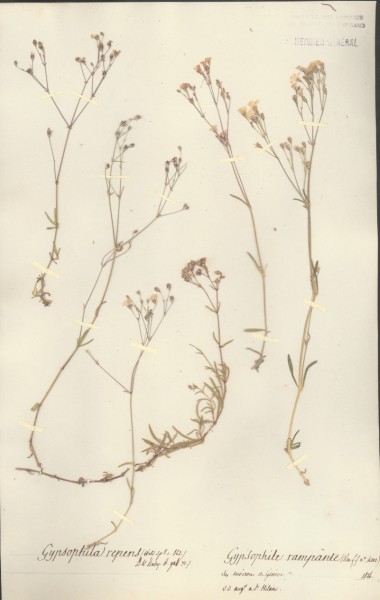 Gypsophila repens CLF018357