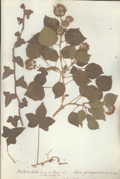 Hedera helix CLF042797