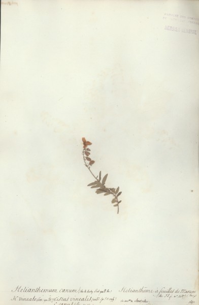 Helianthemum canum 