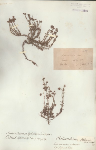 Helianthemum glutinosum CLF016128