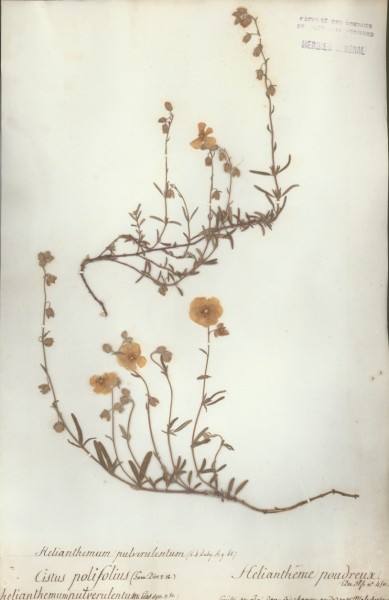 Helianthemum pulverulentum CLF 016038