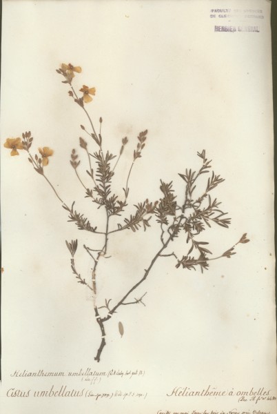 Helianthemum umbellatum CLF016079