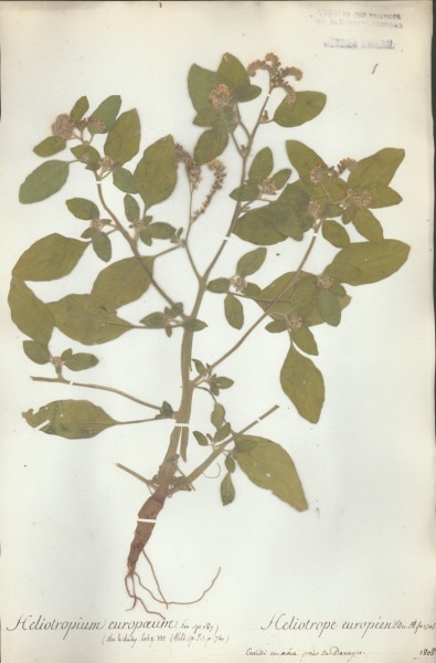 Heliotropium europaeum CLF062451