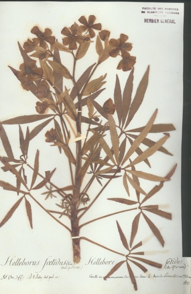 Helleborus foetidus CLF 007253