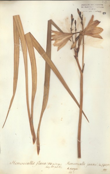 Hemerocallis flava
