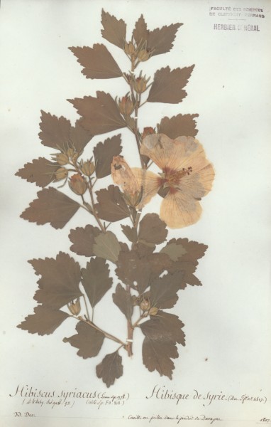 Hibiscus syriacus CLF020970