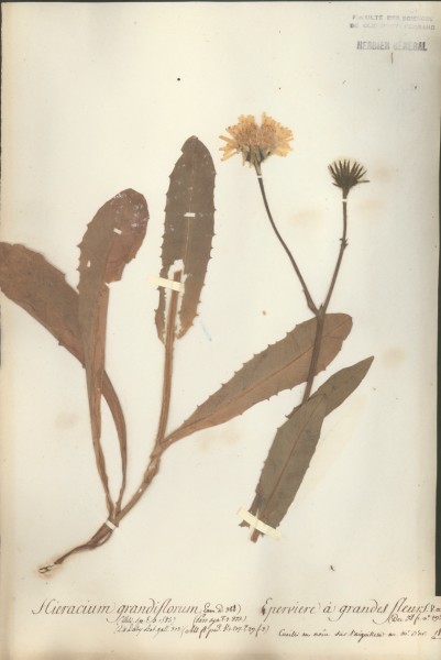 Hieracium grandiflorum CLF052178