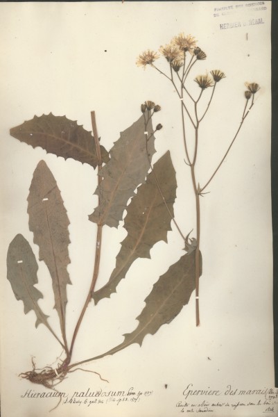 Hieracium paludosum CLF052099
